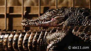 The Gator Capital of Texas: Getting Up Close and Personal with the Biggest Bites!