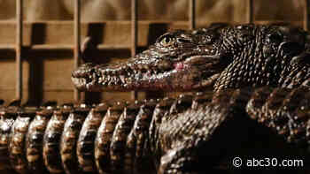 The Gator Capital of Texas: Getting Up Close and Personal with the Biggest Bites!