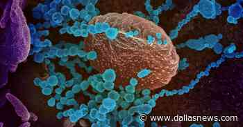 Dallas County reports 42 coronavirus deaths, 751 new cases; Tarrant adds 10 fatalities - The Dallas Morning News