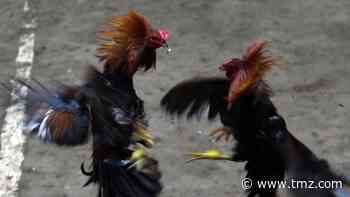 Rooster Kills Man During Illegal Cockfight in India, Slashed Owner In Groin
