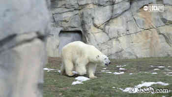 Brookfield Zoo reopens for visitors, welcomes new polar bear