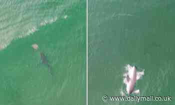 Amazing drone footage shows monstrous great white shark hunting a stingray near tourist beach
