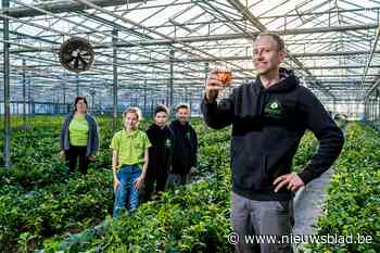 Eerste Belgische thee in de maak, “maar geen idee hoe die zal smaken”