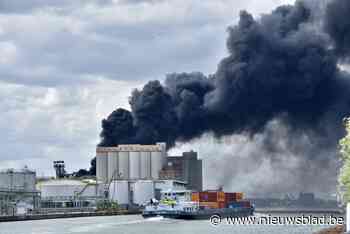 Brandweer kreeg in 2020 meer dan 20.000 oproepen te verwerken: vooral opvallend meer wespennesten