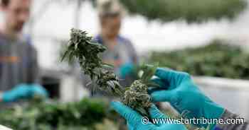 Growing support to allow raw cannabis, smoking in Minnesota's medical program - Minneapolis Star Tribune