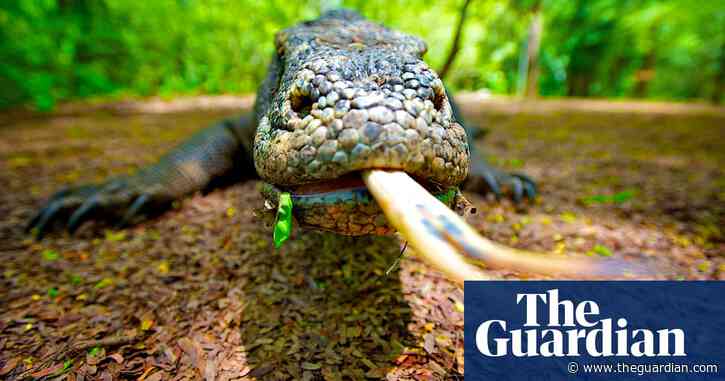Dragon slayer: how a prehistoric Australian goanna seduced the mighty Komodo