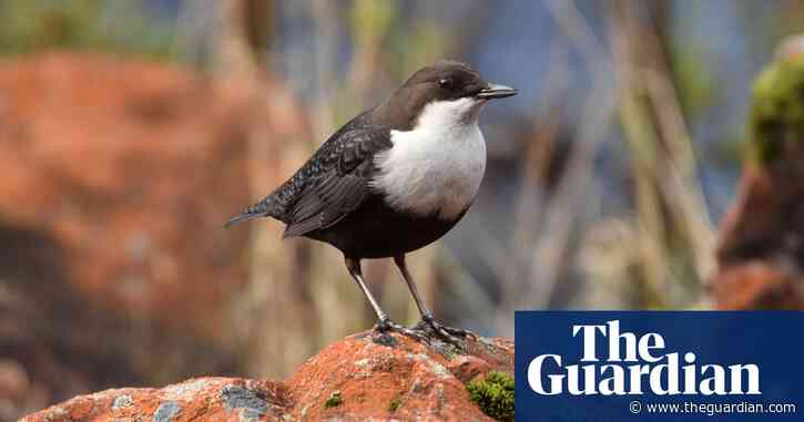 Country diary: a dipper in the shadows of the Devon Expressway