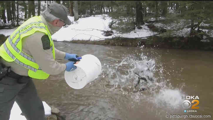 Pa. Fish & Boat Commission Stocking Trout Ahead Of Opening Day
