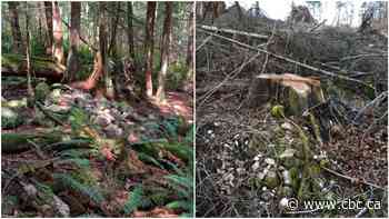 Alleged logging on ancient B.C. First Nation burial site prompts province to investigate