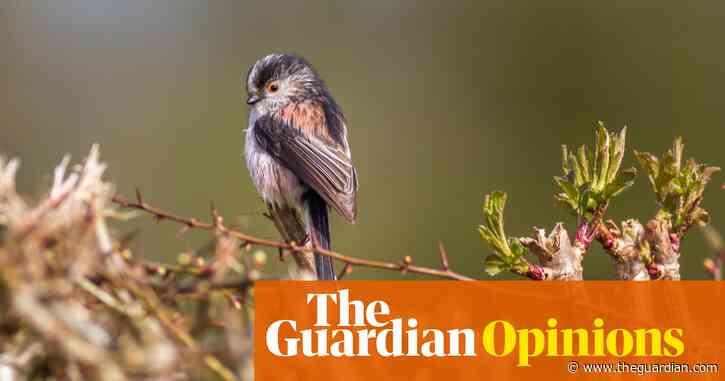 We've been hibernating with our sorrow, but nature won’t let us grieve forever | Rhiannon Lucy Cosslett