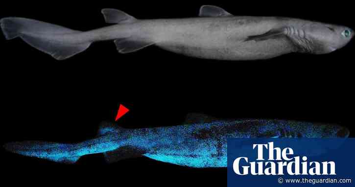'Giant luminous shark': researchers discover three deep-sea sharks glow in the dark