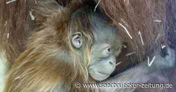 So süüüüüß : Das Orang-Utan-Baby im Zoo Neunkirchen - Saarbrücker Zeitung