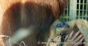 Orang-Utans im Zoo Neunkirchen: Baby gedeiht prächtig - Saarbrücker Zeitung