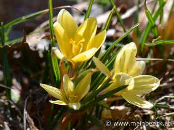 Zum meteorologischen Frühlingsanfang: Rundgang durch meinen Garten - meinbezirk.at