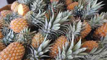 US, Canada hail Taiwan's 'freedom pineapples' after Chinese ban