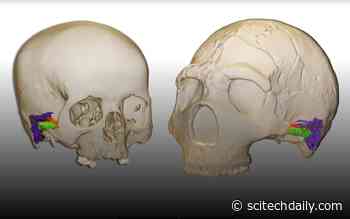 New Research Shows Neanderthals Had the Capacity to Perceive and Produce Human Speech
