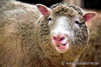 Steinen/Kreis Lörrach: Totes Schaf in Steinen: Nun wird untersucht, ob es von einem Wolf gerissen wurde - SÜDKURIER Online