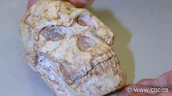 Little Foot fossil scan sheds light on human origins