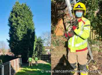 Blackburn firefighters rescue cat stuck up 50ft tree
