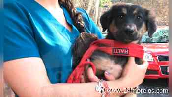 Rescatan a perritos callejeros en Cuernavaca - 24 Morelos