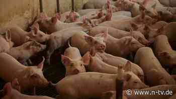 Milliarden für besseres Fleisch: Tierwohlabgabe könnte Verbraucher treffen