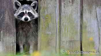 Toronto has seen a spike in residents being bitten or scratched by raccoons amid COVID-19 pandemic