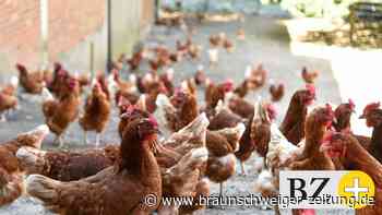 Belastete Hühnereier: Hoffen auf rasche Klarheit in Ehmen