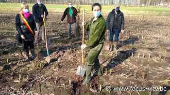 Minister Demir plant bos aan in Zedelgem - Focus en WTV