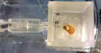 Scientists build robot that 'hears' through the ear of a dead locust     - CNET