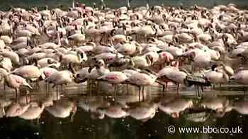 Migrating flamingos turn Mumbai lakes into 'sea of pink'