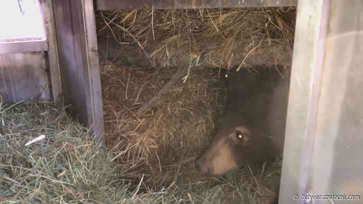 Colorado Parks & Wildlife Officers Check On Orphaned Bears Still Hibernating