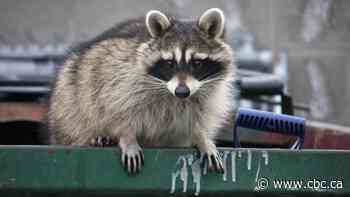 Toronto sees uptick in raccoon bites during the pandemic