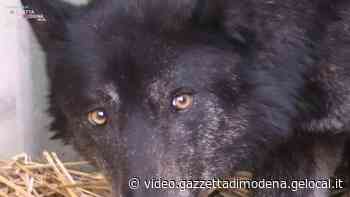 Modena, in salvo al Centro Fauna Selvatica il lupo Ezechiele - Gazzetta di Modena