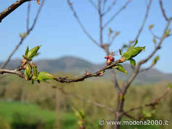 Primavera precoce nel mese di febbraio a Modena - Modena 2000