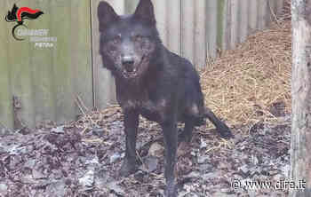 Investito anni fa ha ancora i postumi: Modena adotta un lupo nero - DIRE.it - Dire