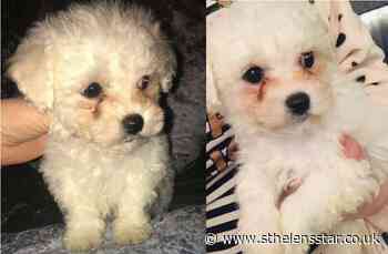 Heartbroken family appeal for help after two puppies stolen - St Helens Star
