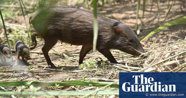 Pig in clover: how the world's smallest wild hog was saved from extinction