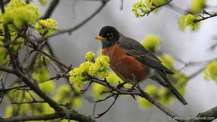 Birdwatching Surges In Popularity During COVID-19 Pandemic