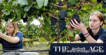 The grape escape: Students ditch books for first harvest in school’s vineyard