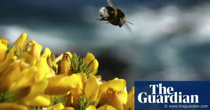 'Bee-killing' pesticide now will not be used on UK sugar beet fields