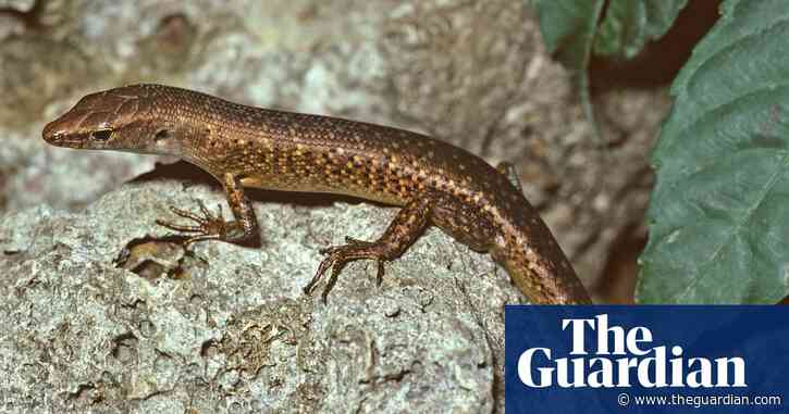 Australia confirms extinction of 13 more species, including first reptile since colonisation