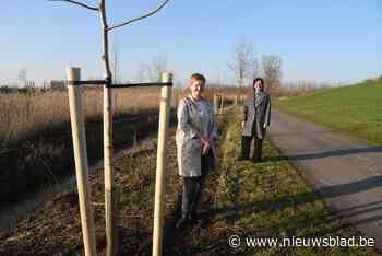 Tijdens Eerste Wereldoorlog waren ze verdwenen maar nu staan er opnieuw notelaars langs Scheldedijk<BR />