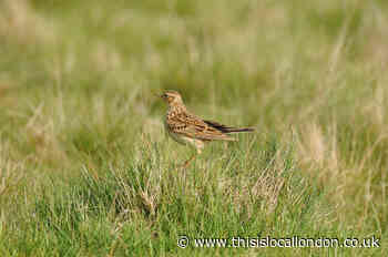 Skylarks could be lost from Richmond Park
