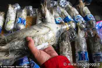 Traffico di specie selvatiche: pappagalli vivi contrabbandati chiusi in bottiglie di plastica. E’ successo in Indonesia - RagusaOggi