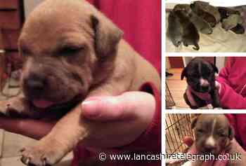 Blackburn dog owner heartbroken after litter of 9 puppies stolen