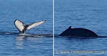 'Amazing' Northumberland humpback whale sighting captured on video