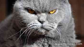 Cat attacks pilot on flight to Qatar, forces plane to divert back to airport