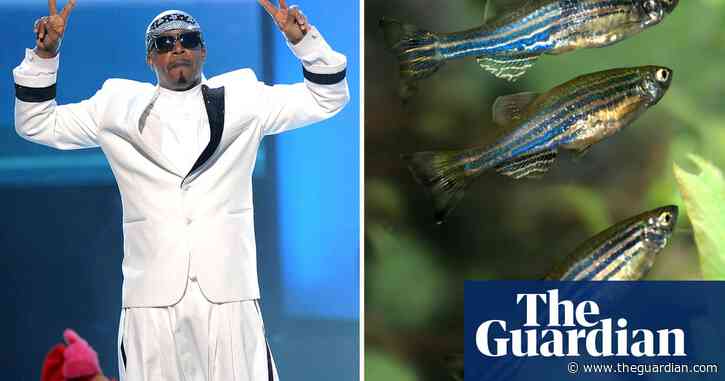 Australian scientist gets baby fish to bust a move to MC Hammer classic