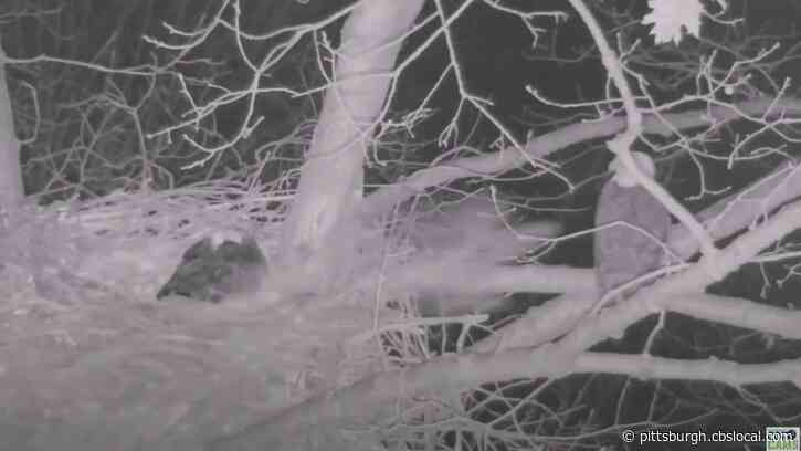 It Happened Again! Watch As Pittsburgh Bald Eagle Knocked From Perch By Great Horned Owl