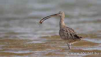 Concerns Burpengary housing and marina development will harm endangered wildlife
